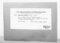 Phyllotopsis nidulans image